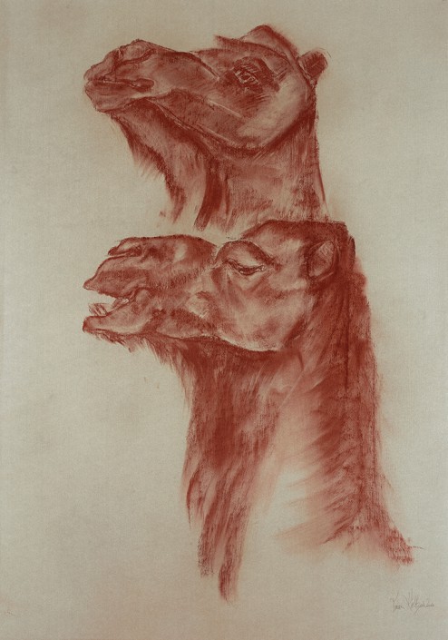 Two Dromedaries in Profile and Half Profile